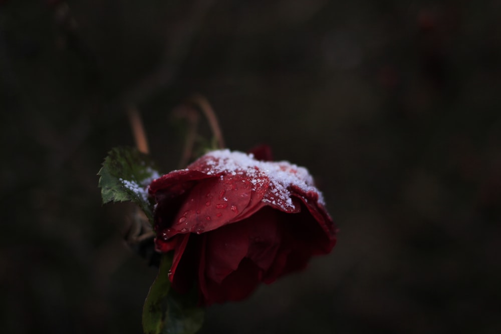 赤いバラの花に雪の粉
