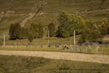 A pastoral scene with a hillside covered in green grass and scattered trees, bordered by a row of wooden fences. Several cows graze peacefully in the fenced area, with lush foliage in the background under a clear sky.