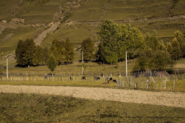 A pastoral scene with a hillside covered in green grass and scattered trees, bordered by a row of wooden fences. Several cows graze peacefully in the fenced area, with lush foliage in the background under a clear sky.