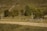 A pastoral scene with a hillside covered in green grass and scattered trees, bordered by a row of wooden fences. Several cows graze peacefully in the fenced area, with lush foliage in the background under a clear sky.