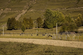 A pastoral scene with a hillside covered in green grass and scattered trees, bordered by a row of wooden fences. Several cows graze peacefully in the fenced area, with lush foliage in the background under a clear sky.