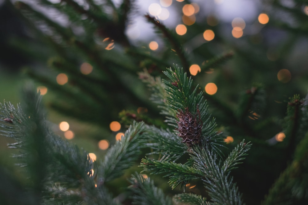 closeup photography of pine tree with pinecone