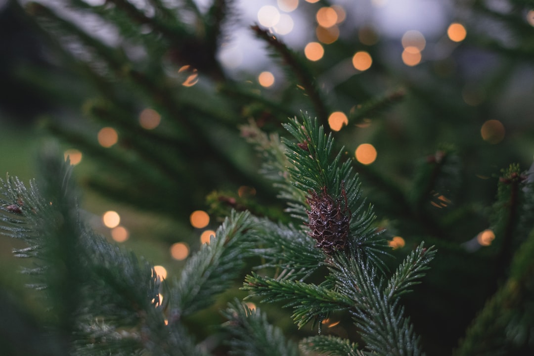 closeup photography of pine tree with pinecone,