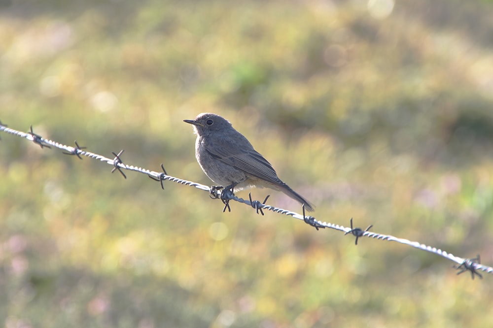 gray bird on barb wire fence