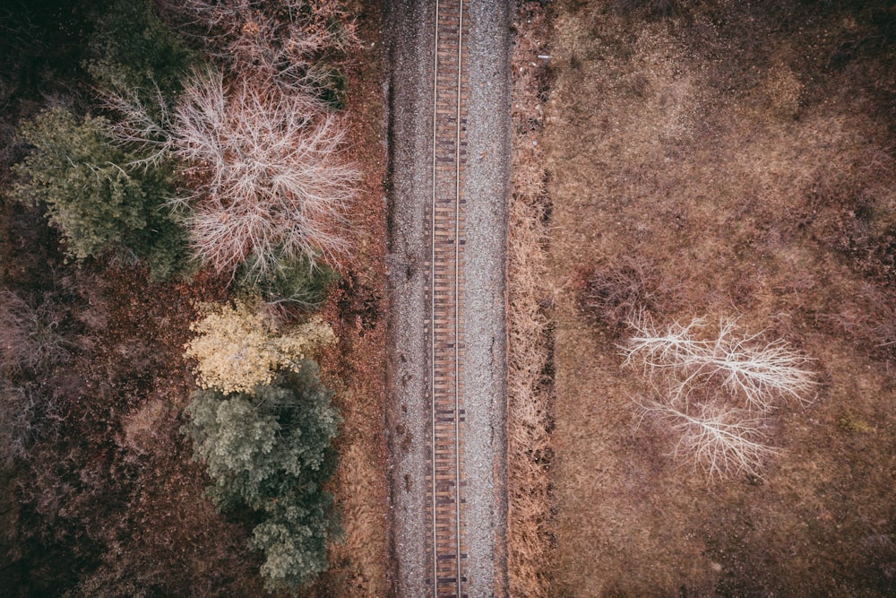 ferrovia del treno accanto alla terra con gli alberi