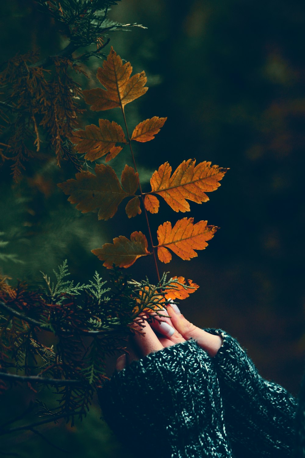 person holding brown leaf