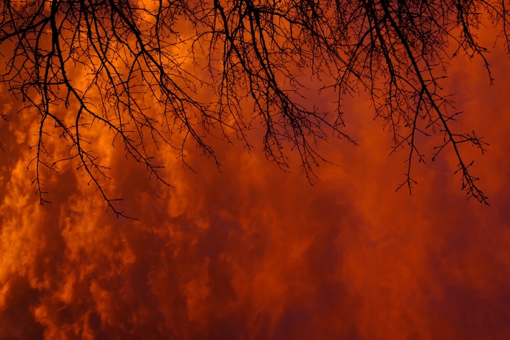 Foto de árbol sin hojas