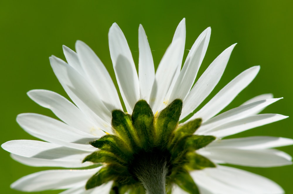 low-angle photography of white petaled flower