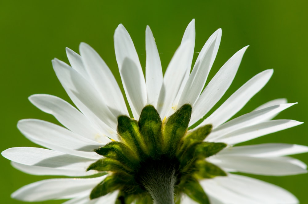 fotografia dal basso di un fiore dai petali bianchi