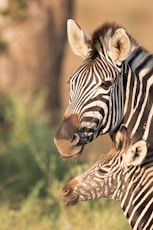 two zebras in shallow focus shot