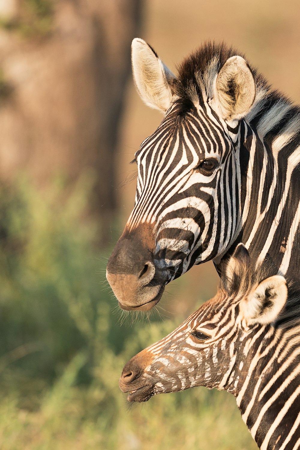 two zebras in shallow focus shot