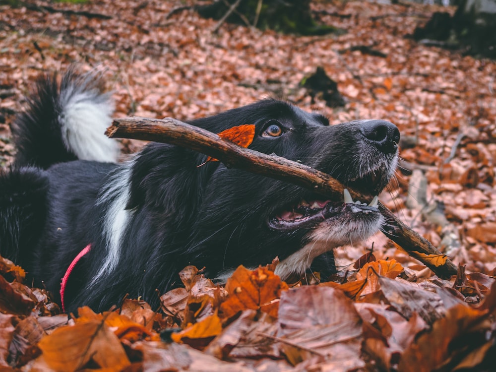 adult Border Collie retrieving brown tree branch