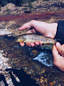 Close-up of a colorful trout caught during a wade trip in clear river water