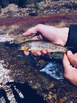 Close-up of a brown trout caught on a fly fishing rod, glistening in the sunlight.