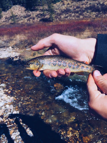 Close-up of a happy angler holding a freshly caught trout against a backdrop of lush green forest.