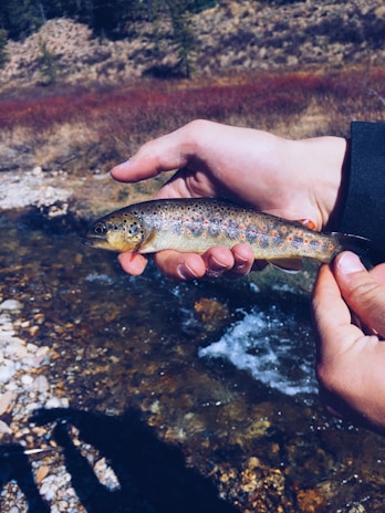A person is holding a small brown trout with colorful spots on its sides over a rocky stream. The background includes a natural landscape with shrubs and trees, under a clear sky.