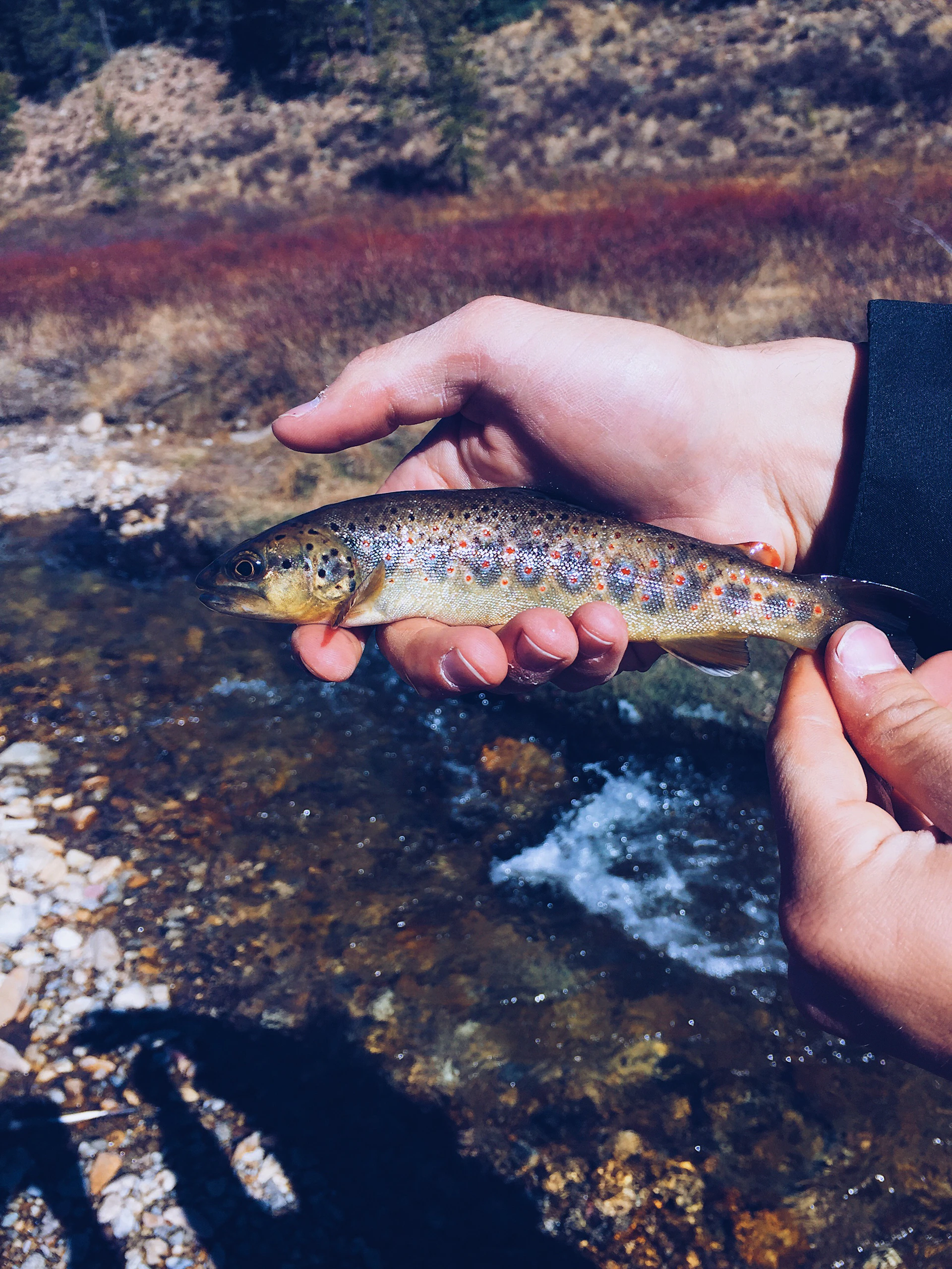 Close-up of a vibrant rainbow trout freshly caught, glistening with water droplets against a backdrop of lush green riverbank.