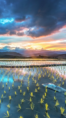 A scenic view of rice terraces in Bali during sunset.