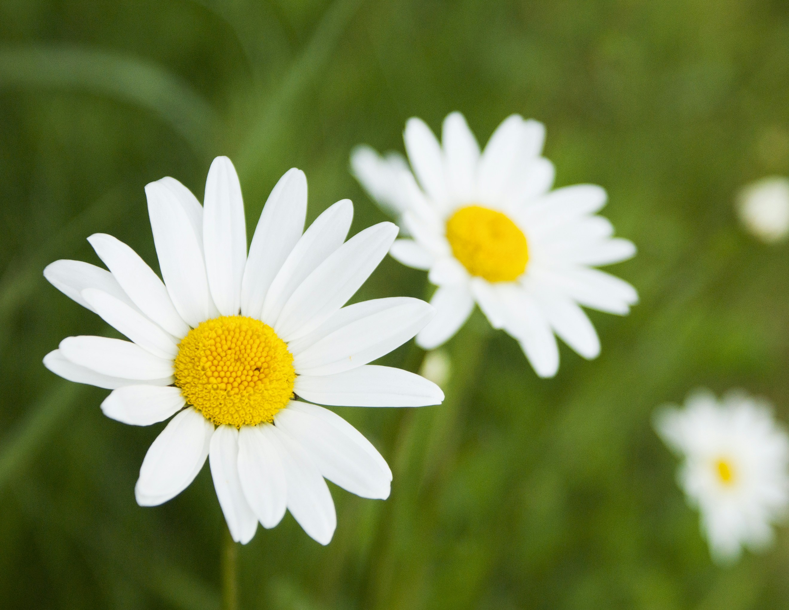 shallow focus photography of daisies during daytime photo Free Flower