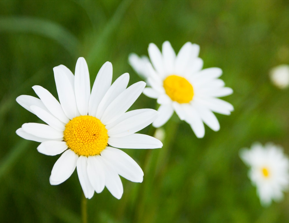 shallow focus photography of daisies during daytime