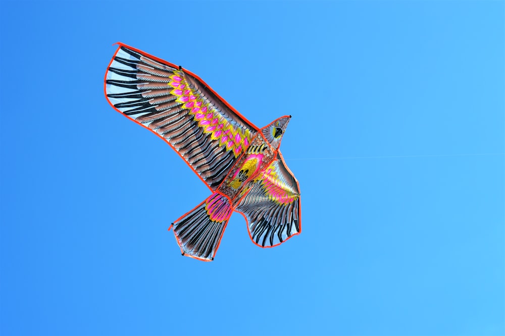 photo of black and pink kite