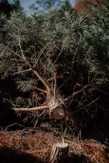 green and brown pine tree