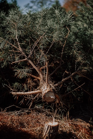 green and brown pine tree