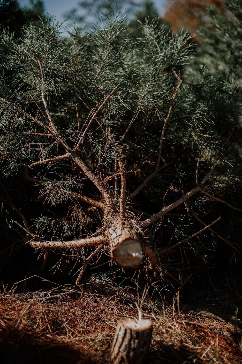 green and brown pine tree