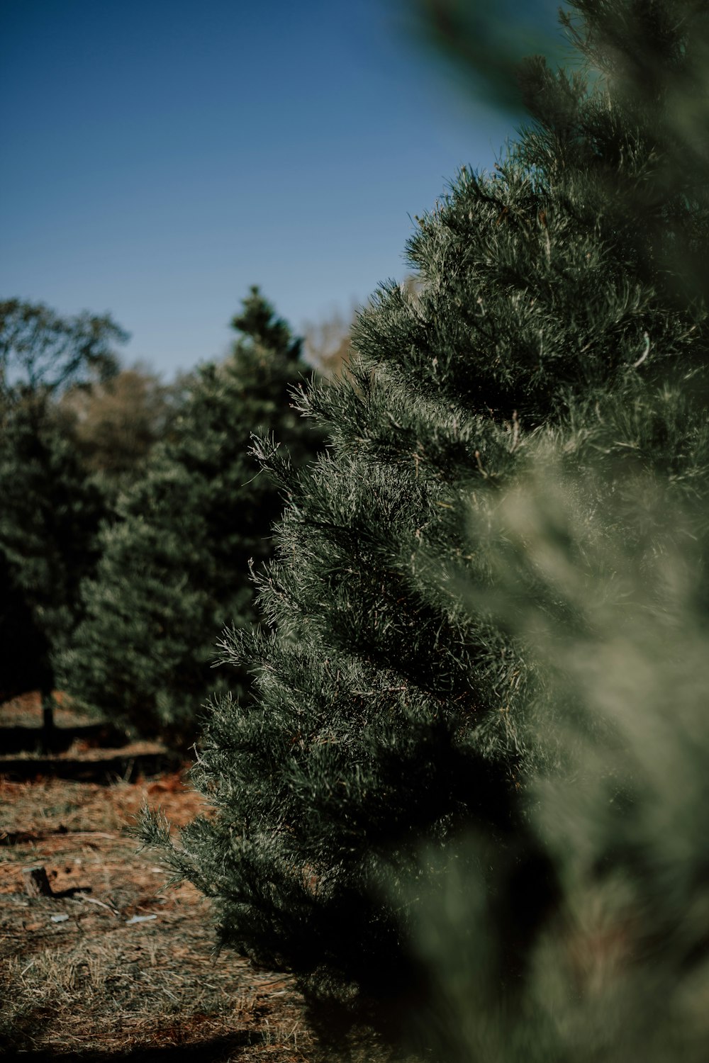 selective focus photography of pine tree