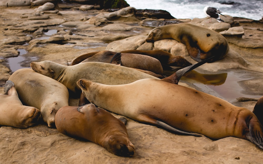 Groupe de phoques sur le rivage