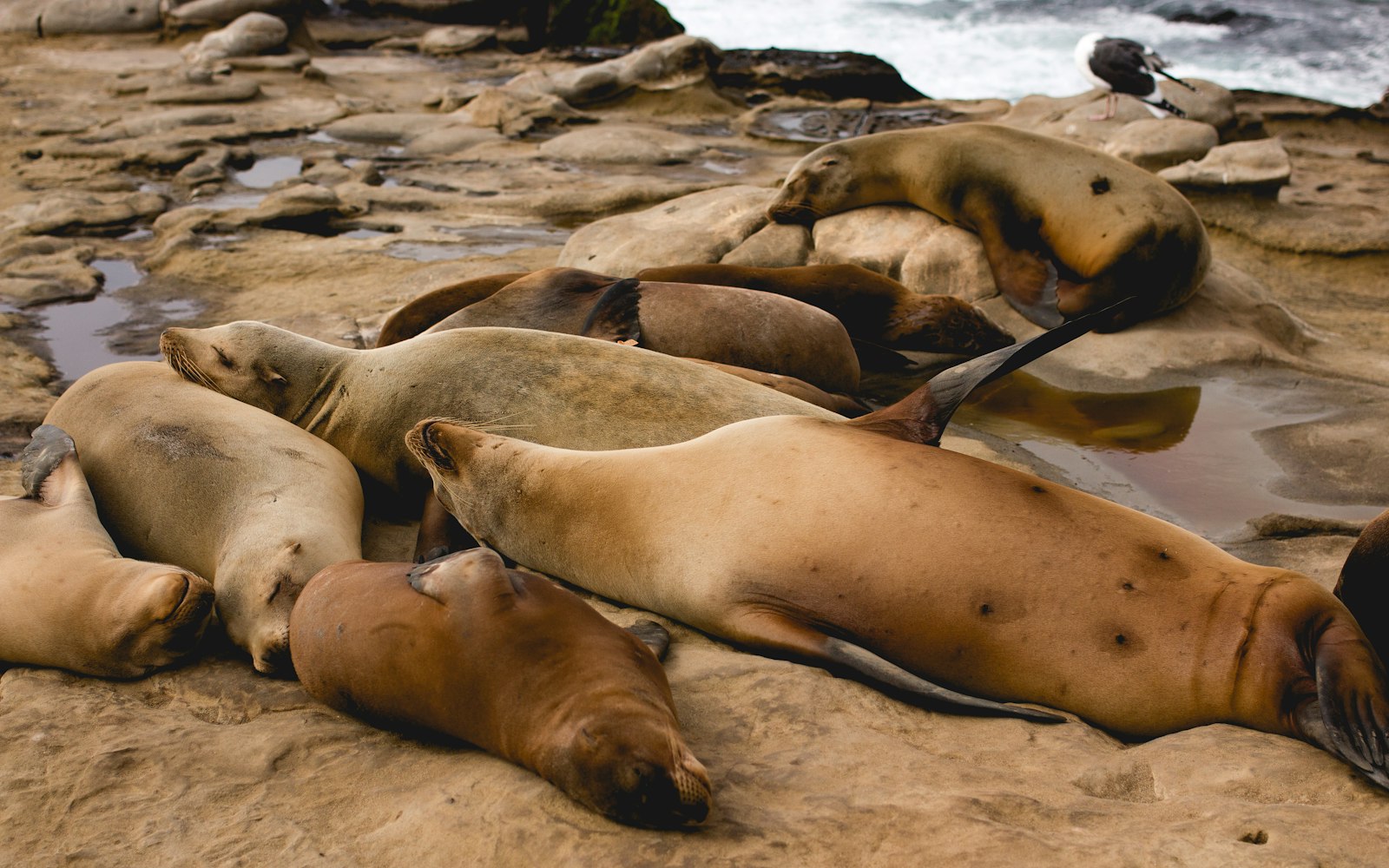 Canon EOS 70D + Canon EF 40mm F2.8 STM sample photo. Group of seal in photography