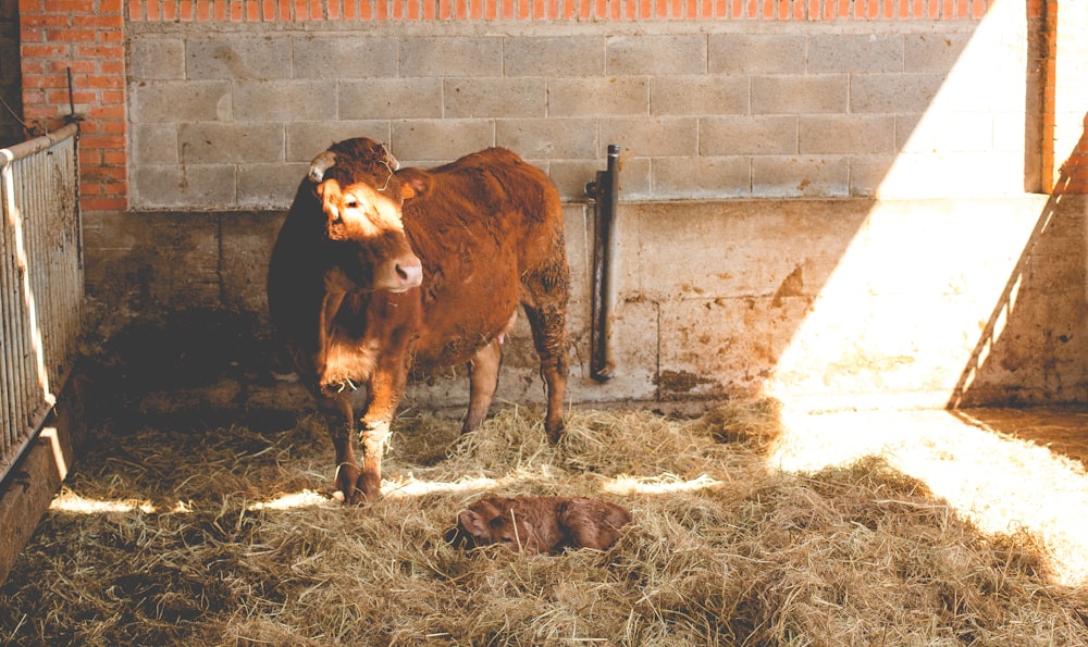 brown cattle inside fence,पशुपालन