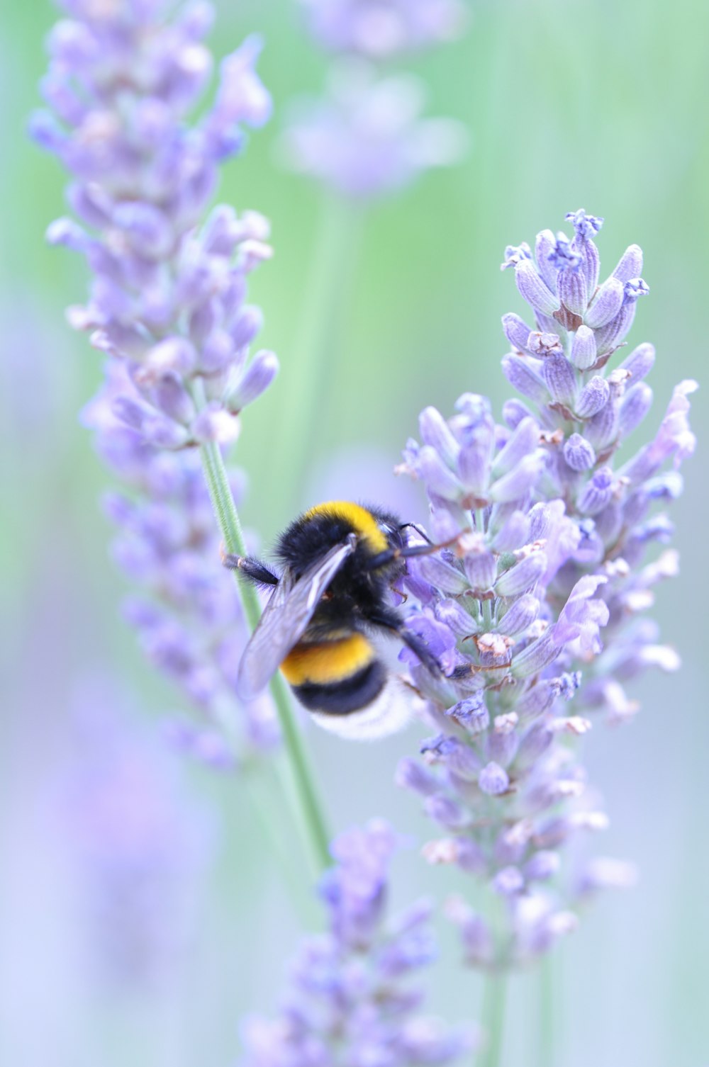 macro shot photo of bee on flower