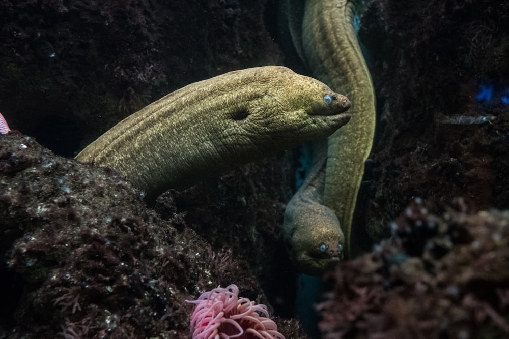 pesce serpente verde