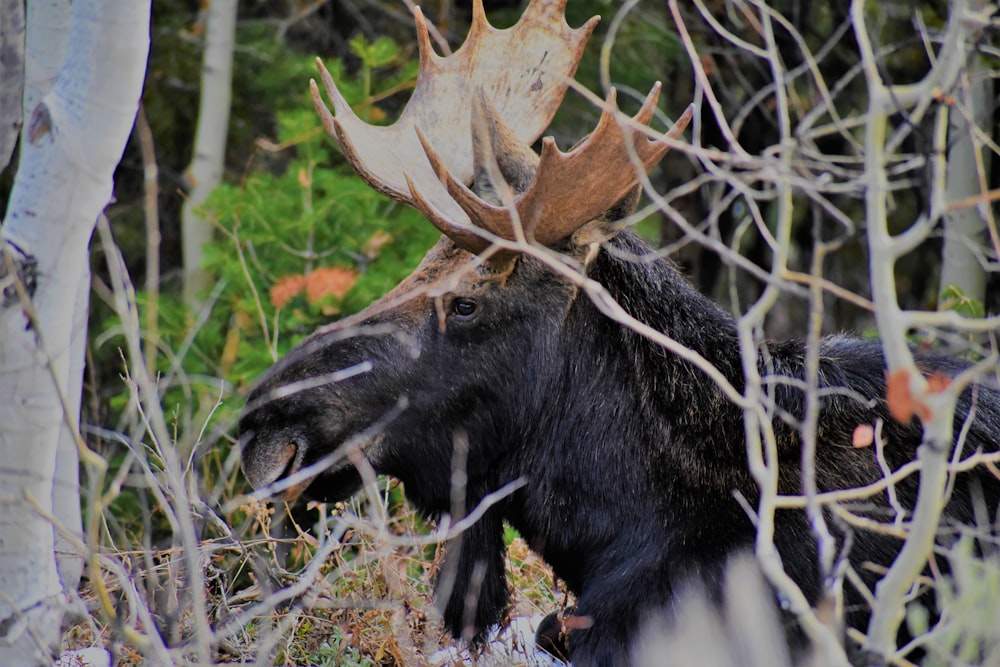 black and brown moose near tree branches