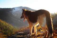 A proud German Shepherd standing alert in a sunlit field, showcasing strength and grace.