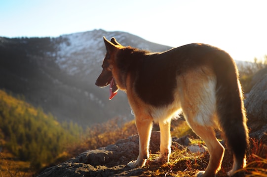 A majestic Western line German Shepherd standing tall in a sunlit field.