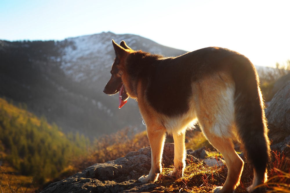 German shepherd standing on mountain