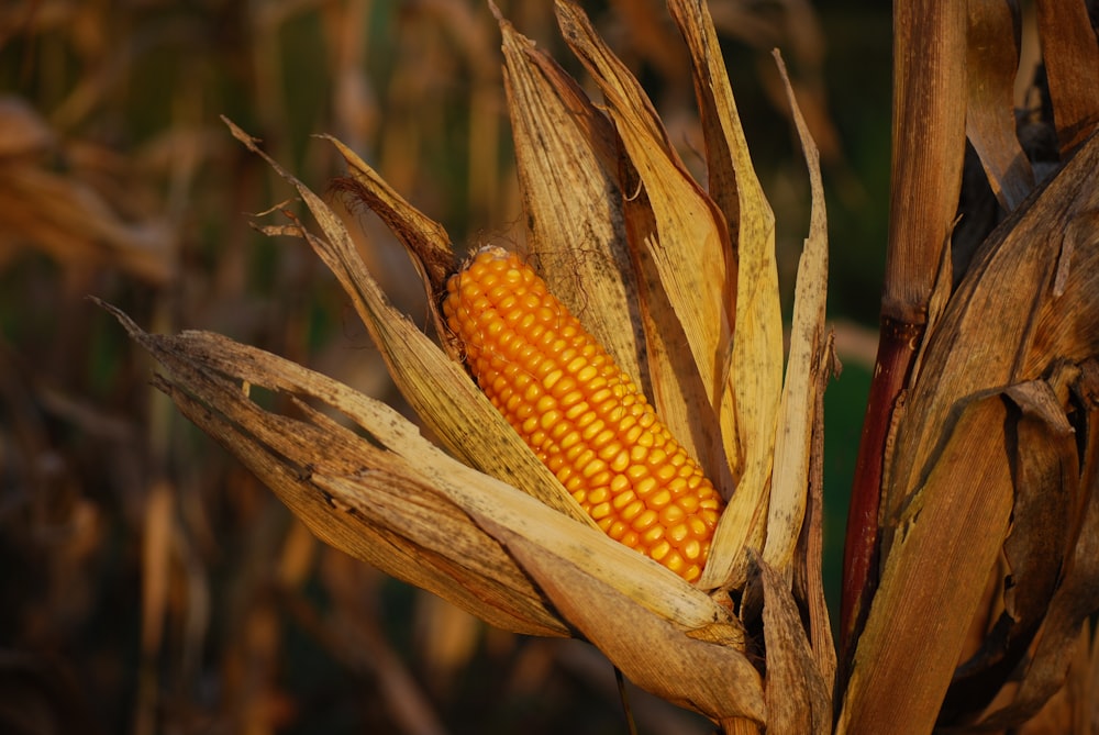 Fotografía de mazorca de maíz en plantas