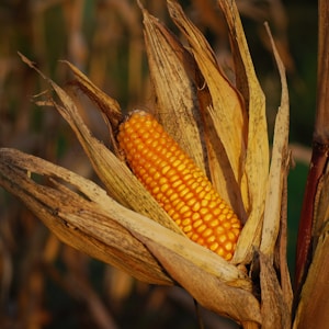 corncob on plants photograph