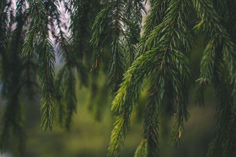 close up photography of green pine tree