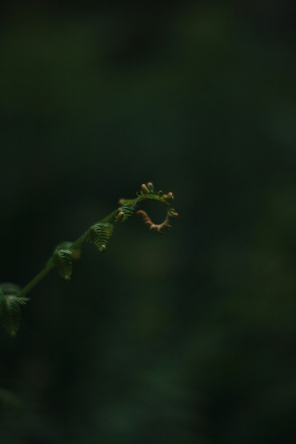 selective focus of green fern