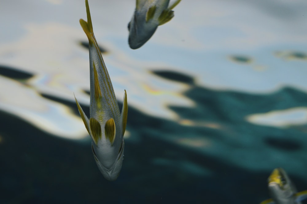 shallow focus photo of gray fish