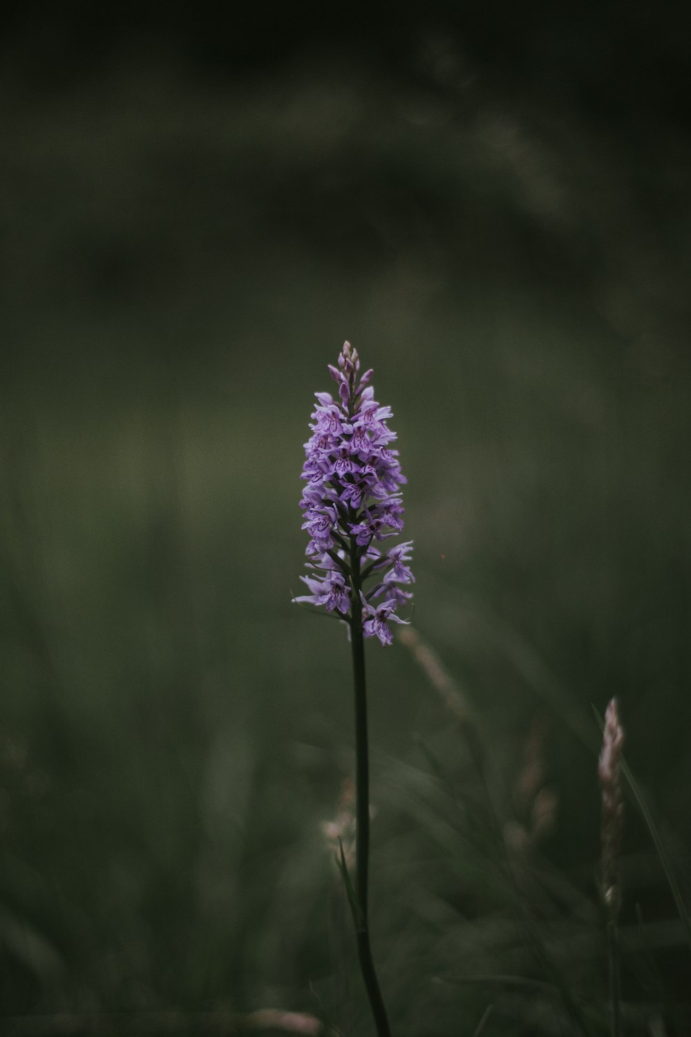 selective focus photography of purple flower