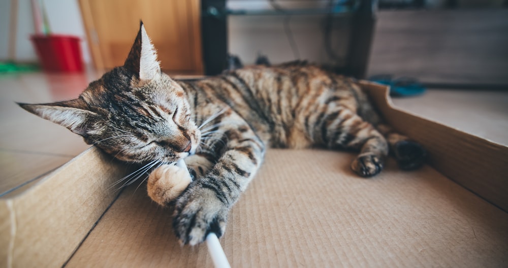 段ボール箱に横たわっている茶色のぶち猫