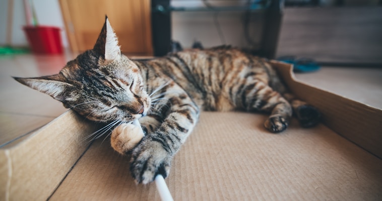 A relaxed tabby cat lies inside a cardboard box, playfully biting on a white stick. The surroundings include a tiled floor and a wooden door in the background.