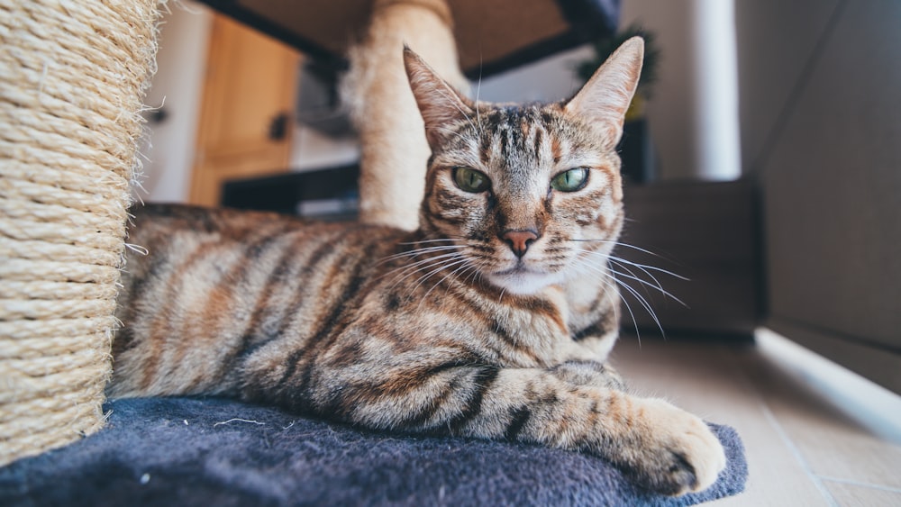 Selektive Fokusfotografie einer braun getigerten Katze
