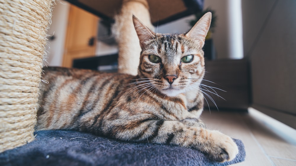 selective focus photography of brown tabby cat