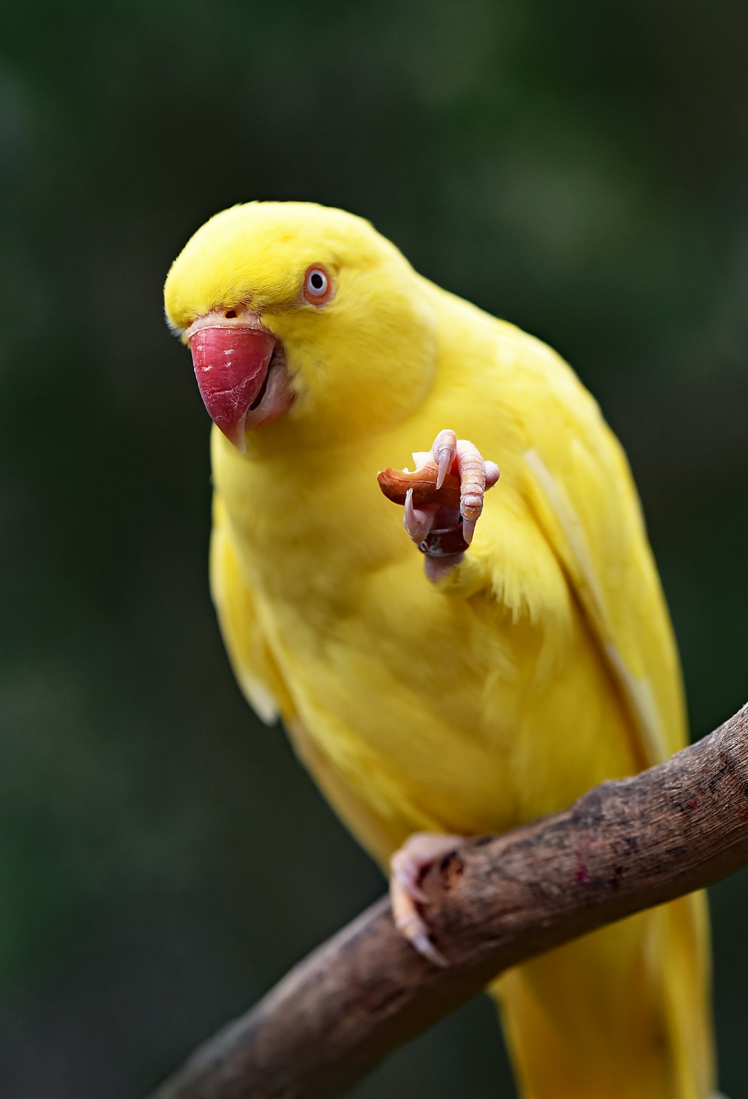  yellow parakeet on tree string parrot