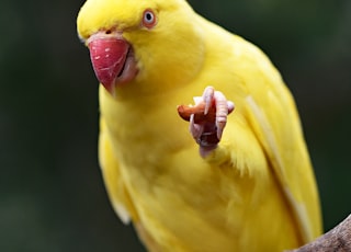 yellow parakeet on tree string